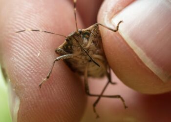 9 Bugs Scientists Want You to Squash Immediately