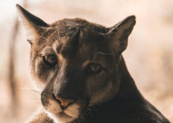 Mountain lion attacks rafter before others fight back with paddles, AZ officials say