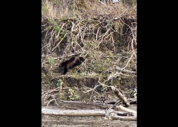 Elusive creature scurries along Oregon riverside during ‘rare’ sighting, photos show