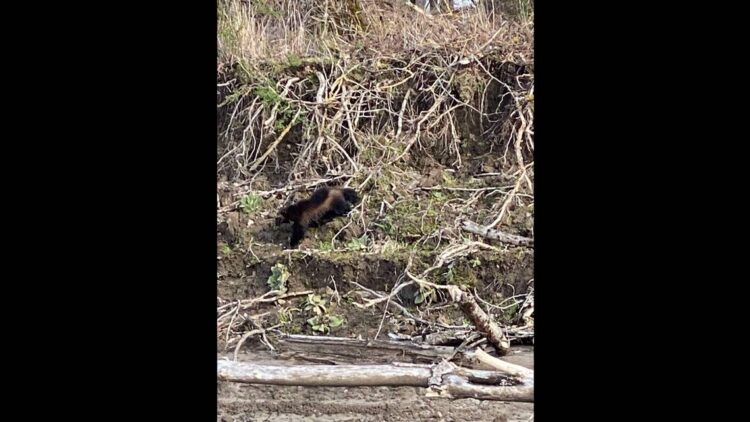 Elusive creature scurries along Oregon riverside during ‘rare’ sighting, photos show