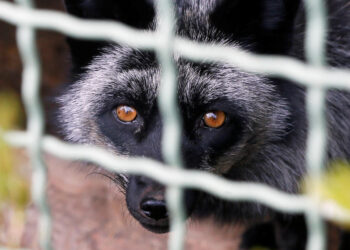 Why ‘lab leak’ proponents are unconvinced by raccoon dog evidence