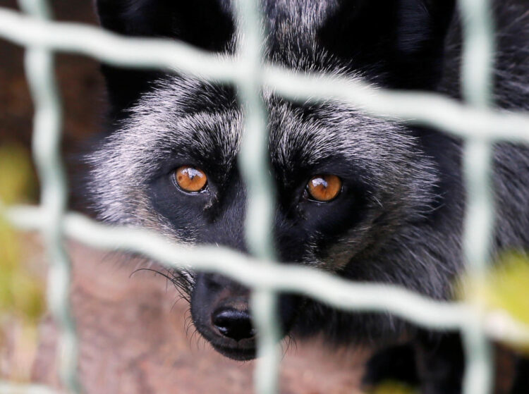 Why ‘lab leak’ proponents are unconvinced by raccoon dog evidence