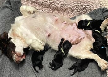 Cocker spaniel puppies rescued by police who spotted owner trying to fling them away