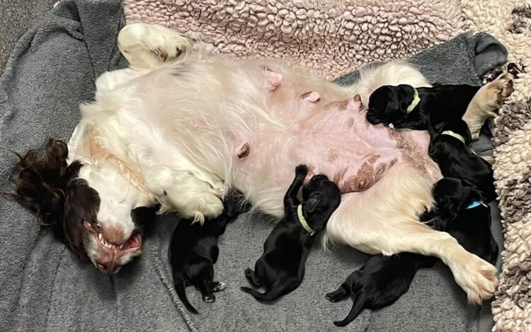 Cocker spaniel puppies rescued by police who spotted owner trying to fling them away