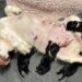 Cocker spaniel puppies rescued by police who spotted owner trying to fling them away