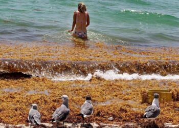 Satellite images show breadth of massive seaweed belt stretching across the Atlantic Ocean