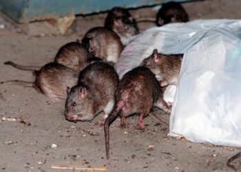How the rat population in New York City grew by 800% and infested the city in less than 65 years