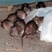 How the rat population in New York City grew by 800% and infested the city in less than 65 years