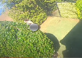 Boater stops to use restroom in Florida yard — and thousands have seen the video, cops say