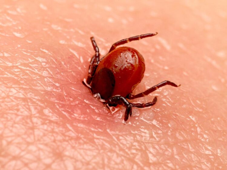 People in 8 states should be aware of the signs of yet another tick-borne disease as cases rise, CDC says