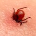 People in 8 states should be aware of the signs of yet another tick-borne disease as cases rise, CDC says