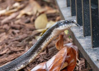 A Georgia senior citizen was forced to leave her rental home after finding snakes in her furniture
