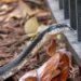 A Georgia senior citizen was forced to leave her rental home after finding snakes in her furniture