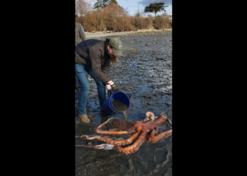 Family spots ‘massive’ octopus struggling in muddy shoreline of WA bay, video shows