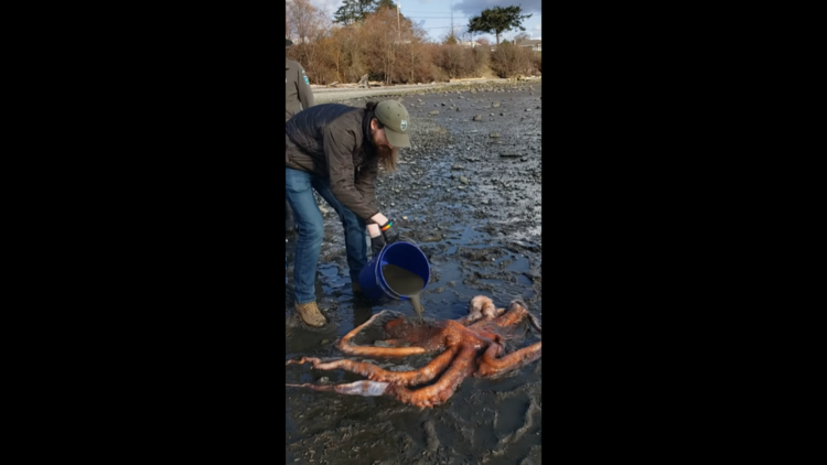 Family spots ‘massive’ octopus struggling in muddy shoreline of WA bay, video shows