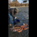 Family spots ‘massive’ octopus struggling in muddy shoreline of WA bay, video shows