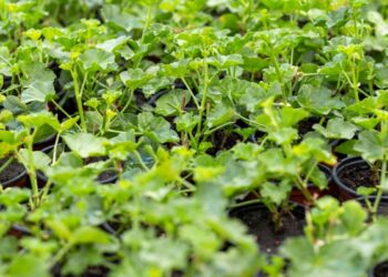 Coriander Farming – Know what Climate, Soil Needed