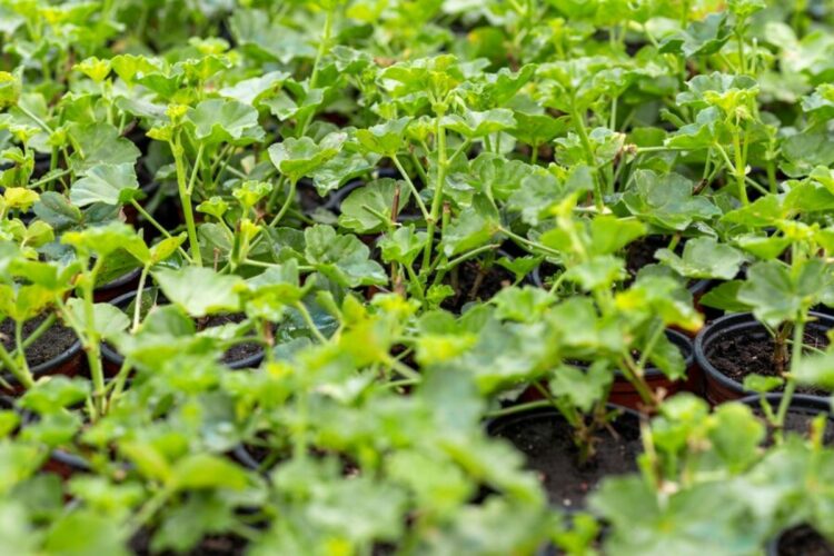 Coriander Farming – Know what Climate, Soil Needed