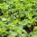 Coriander Farming – Know what Climate, Soil Needed