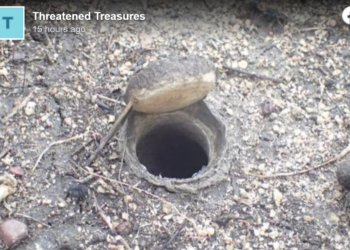 New species of ‘giant’ spider discovered hiding underground in Australia, experts say