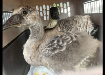 Woman nabs rare goose, stuffs it in onion bag and drives off, Hawaii park officials say
