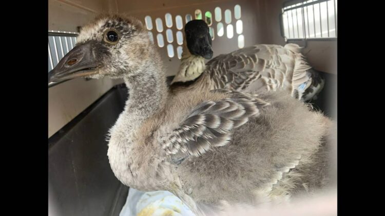 Woman nabs rare goose, stuffs it in onion bag and drives off, Hawaii park officials say