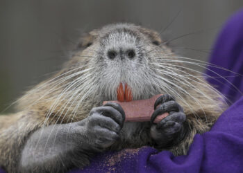 State says Louisiana family must give up beloved pet nutria