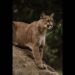 Mountain lion claws man’s head while he relaxes in hot tub, Colorado officials say
