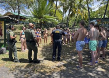 Hawaii authorities say 33 swimmers were harassing dolphins