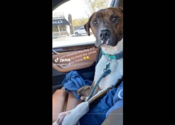 ‘Such a sweet boy.’ SC rescue dog holds new mom’s hand on way home from shelter in viral video