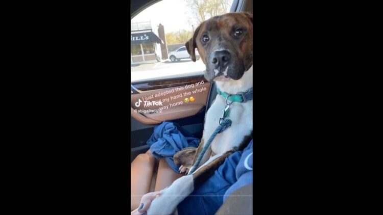 ‘Such a sweet boy.’ SC rescue dog holds new mom’s hand on way home from shelter in viral video