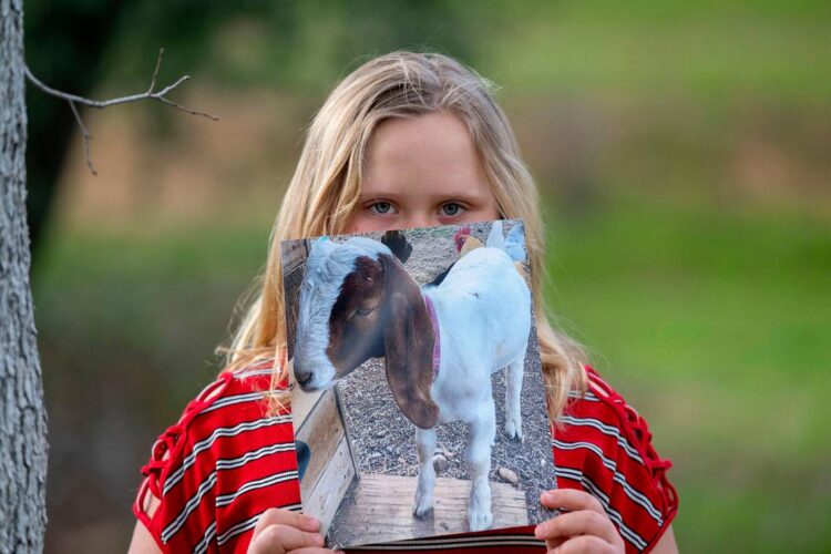 9-year-old California girl wanted to save her goat from slaughter. Then came the search warrant
