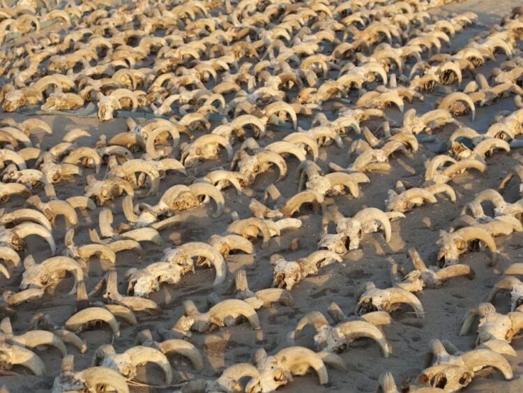 2,000 mummified ram heads left in honor of Egypt’s most powerful pharaoh are found inside an ancient temple