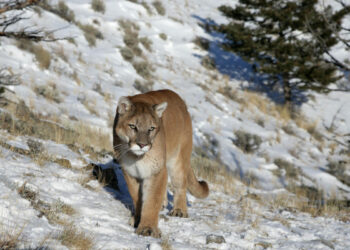 Mountain lion attacks couple in hot tub on vacation in Colorado
