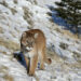 Mountain lion attacks couple in hot tub on vacation in Colorado