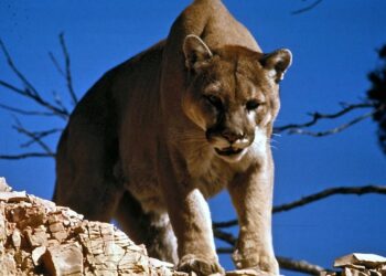 Mountain lion attacks man who was sitting in hot tub at Colorado rental home, officials say