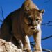 Mountain lion attacks man who was sitting in hot tub at Colorado rental home, officials say
