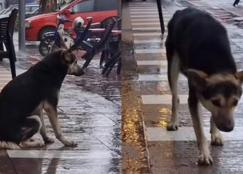 Lost dog reunited with owner after video of it waiting outside every day goes viral
