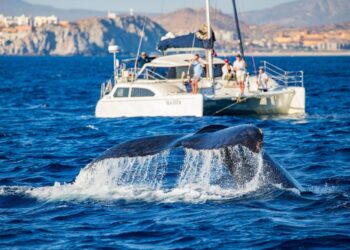 A ‘massive’ whale destroyed a sailboat in the middle of the Pacific, leaving 4 friends stranded for 10 hours