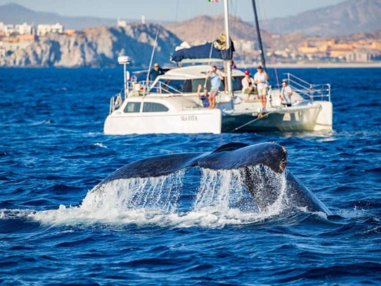 A ‘massive’ whale destroyed a sailboat in the middle of the Pacific, leaving 4 friends stranded for 10 hours