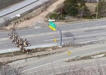 Elk herd relocation shuts down an interstate in Salt Lake City, Utah
