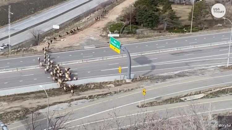 Elk herd relocation shuts down an interstate in Salt Lake City, Utah