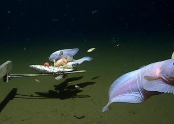 Scientists break record for fish filmed in deepest waters to date