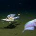 Scientists break record for fish filmed in deepest waters to date