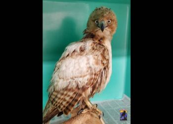 Strange-looking bird didn’t move for three days. Then PA rescuers got a surprise