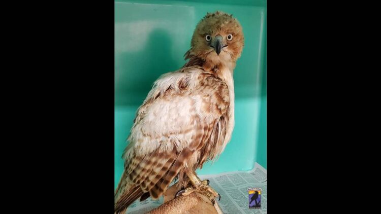 Strange-looking bird didn’t move for three days. Then PA rescuers got a surprise