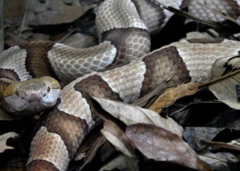 Venomous copperheads are slithering around SC. Here are 5 ways to keep them out of your yard