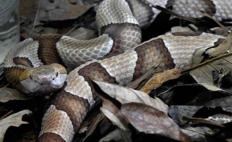Venomous copperheads are slithering around SC. Here are 5 ways to keep them out of your yard