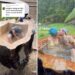 A young TikTok couple has gone massively viral for hollowing out a gigantic 73-year-old spruce tree stump and turning it into an outdoor hot tub