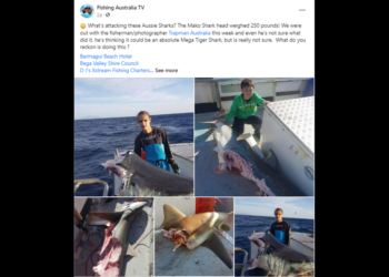 Talk grows of mega predator off Australia, but the grim reality may be more sobering